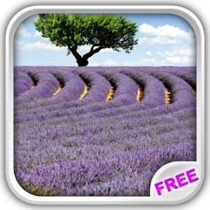 Lavender Fields Live Wallpaper.apk 1.7.2