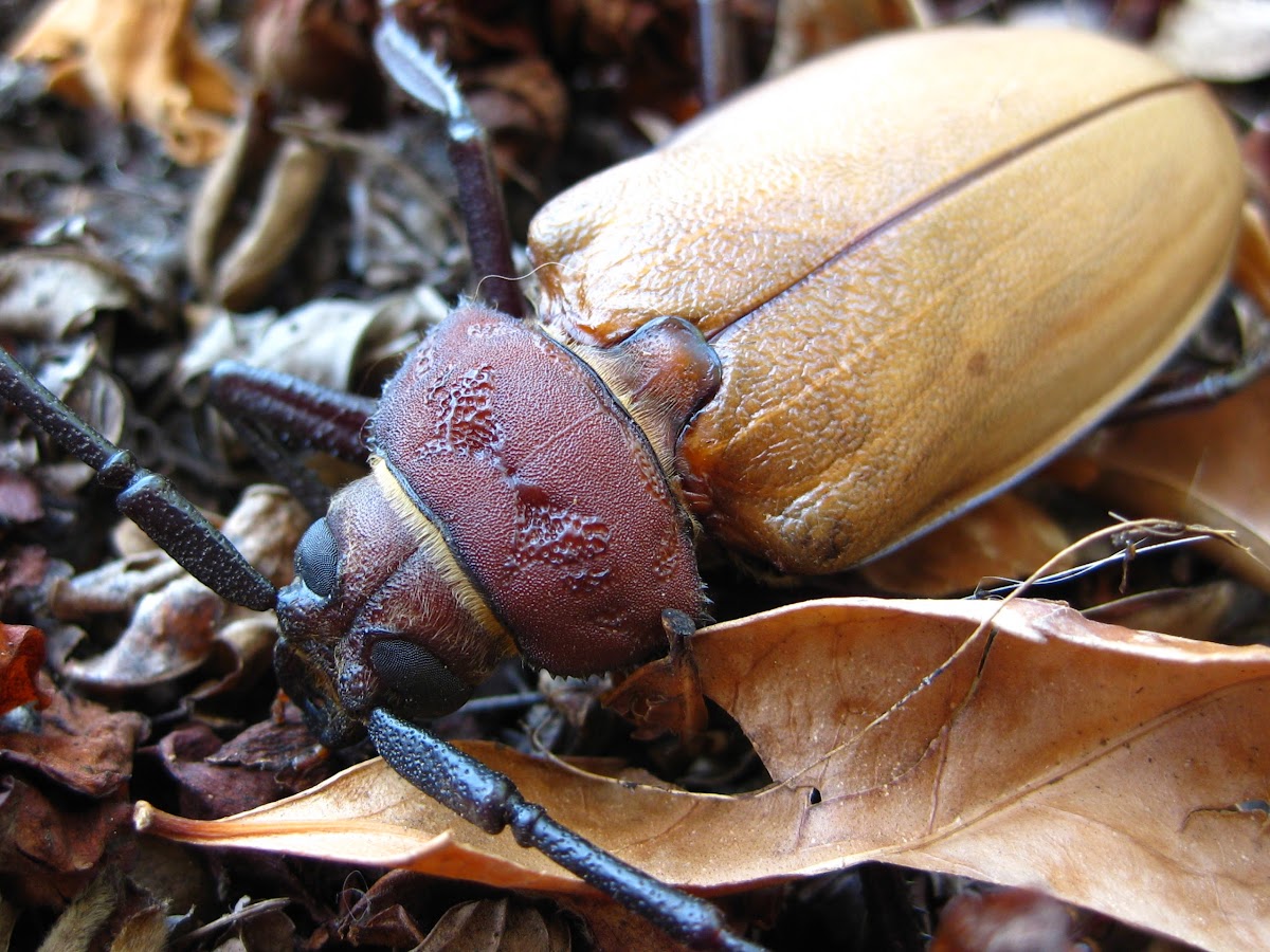 Poinciana Longicorn Beetle