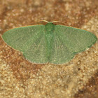 Emerald moth