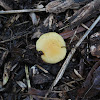 Sulphur Tuft mushroom