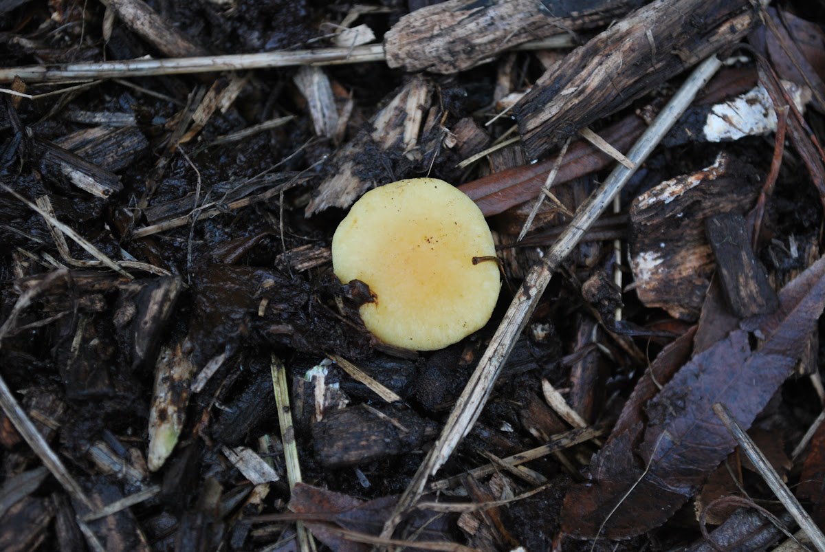 Sulphur Tuft mushroom