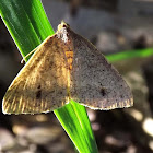 Geometrid Moth