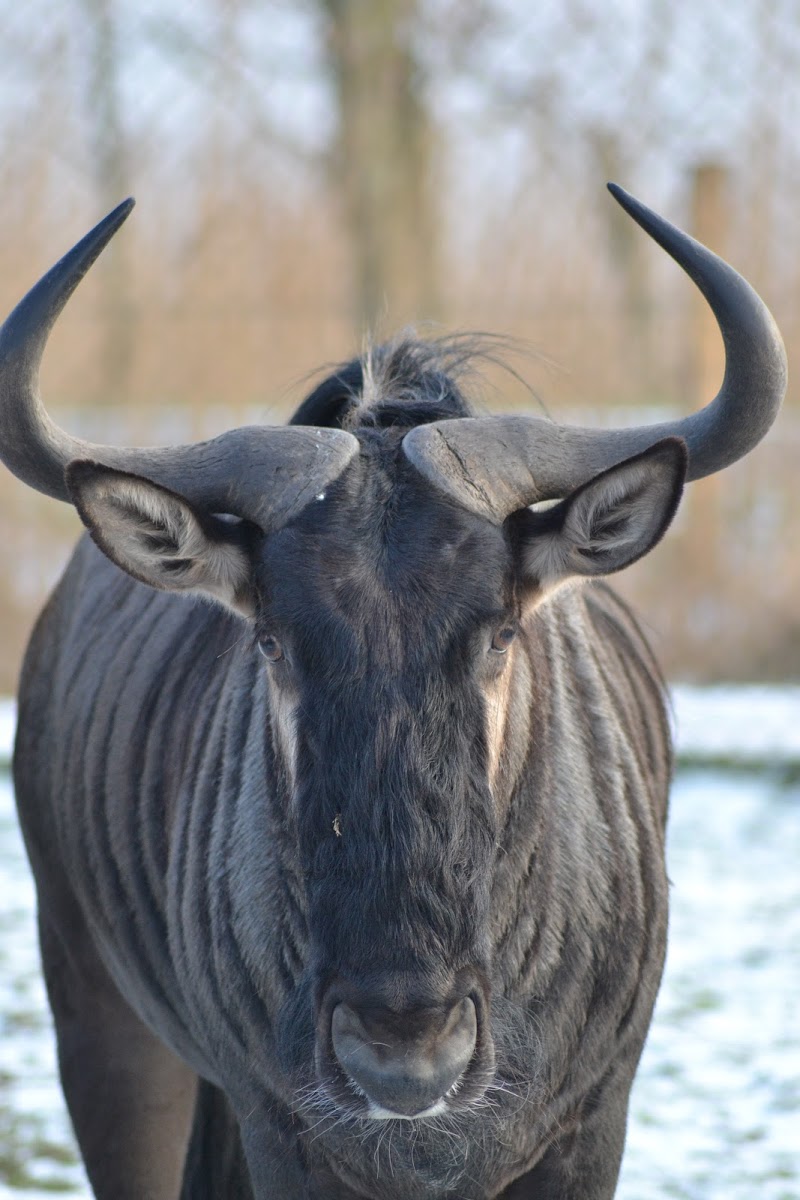 Blue Wildebeest