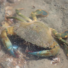 Mangrove Crab