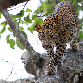 Leopard on a tree by Nimit Virdi - Animals Lions, Tigers & Big Cats