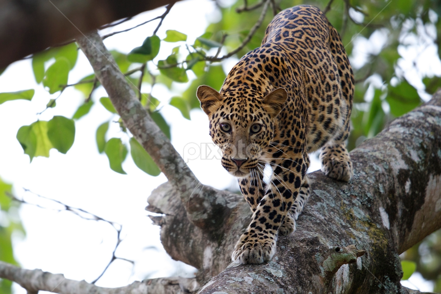 Leopard on a tree by Nimit Virdi - Animals Lions, Tigers & Big Cats