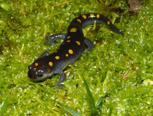 Spotted salamander | Project Noah