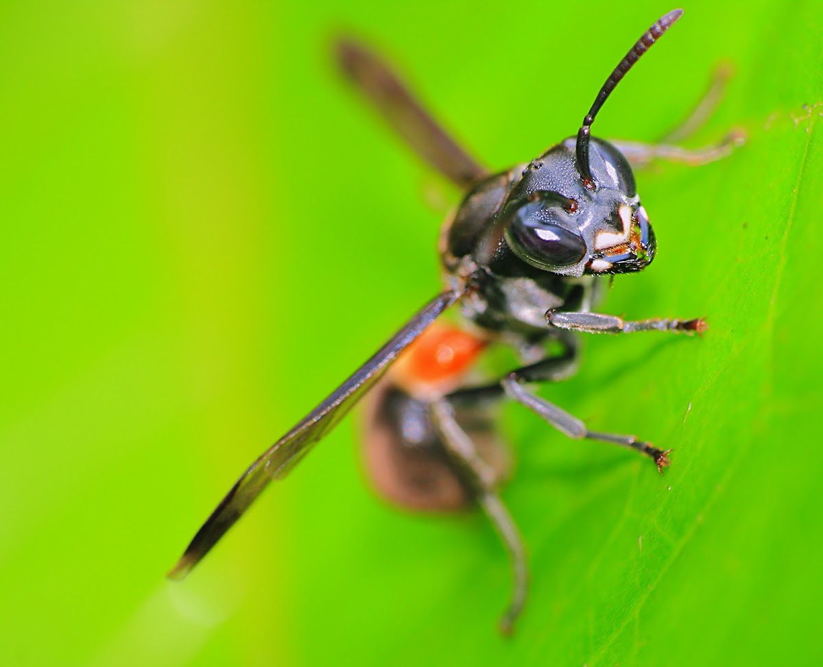 Sphecid wasp