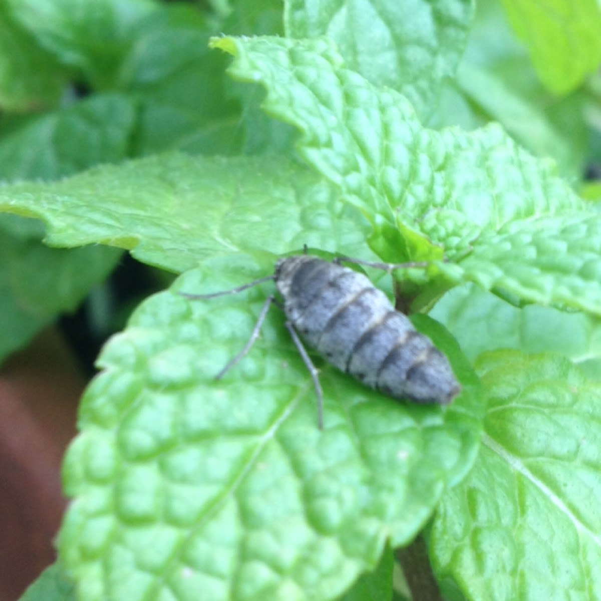 Fall Cankerworm moth