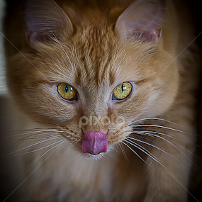 Mischief by Susan Farris - Animals - Cats Playing