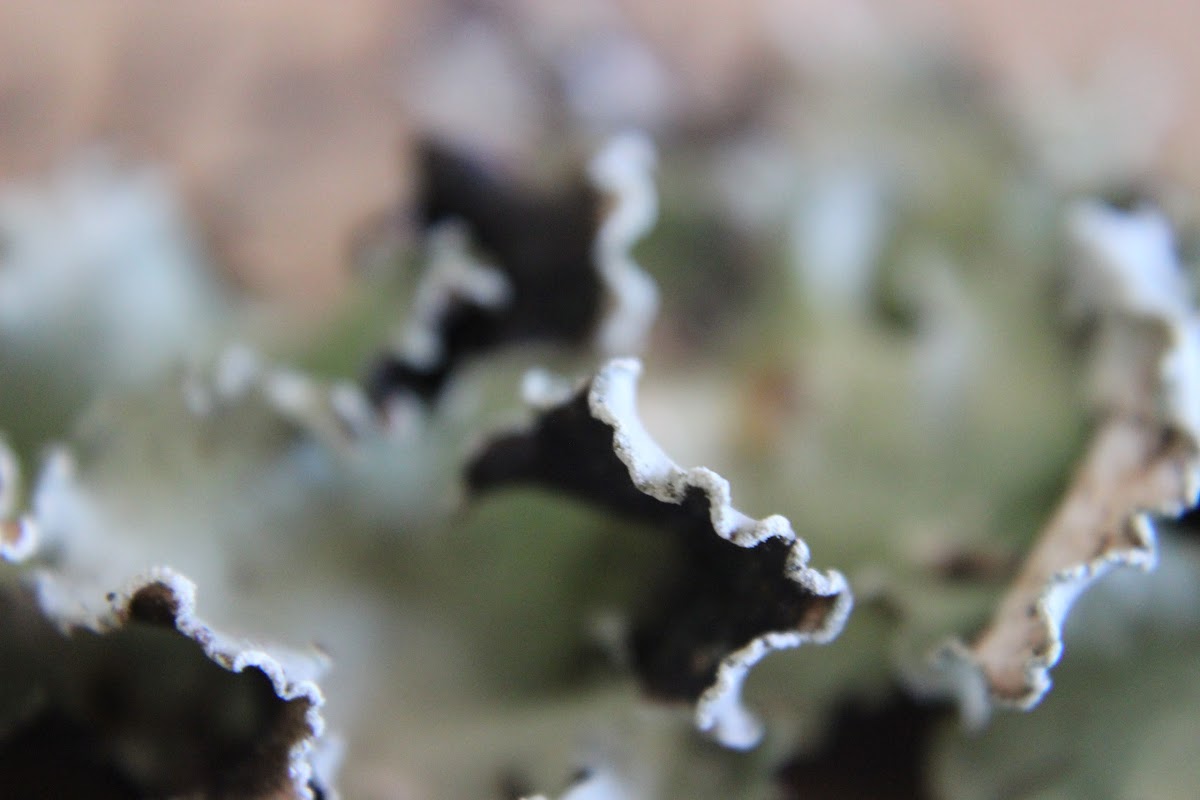 Ceteria Lichen