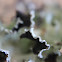 Ceteria Lichen