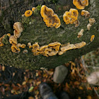 False Turkey Tails?