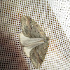 White-spotted canker worm moth
