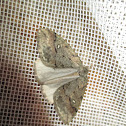 White-spotted canker worm moth