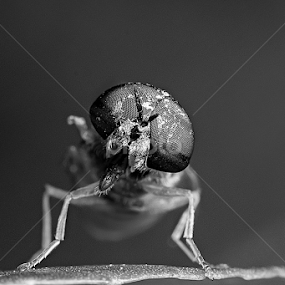 by Eddie Embau - Black & White Macro