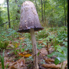 Shaggy Ink Cap