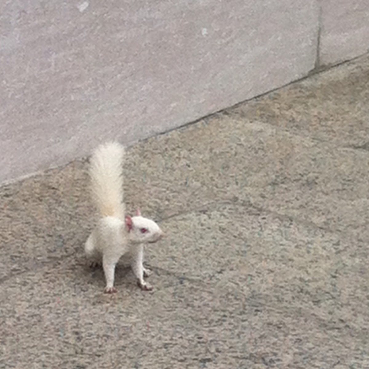 Albino Eastern Gray Squirrel