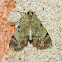 Dimorphic macalla moth