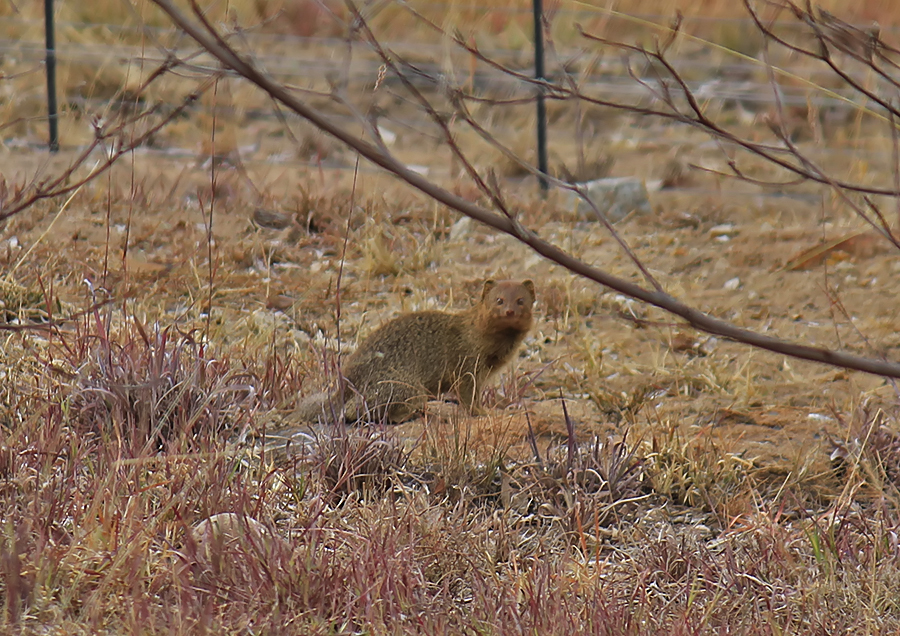 Yellow mongoose