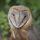 Barn Owl Juvenile