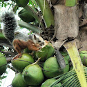 Coconut Squirrel