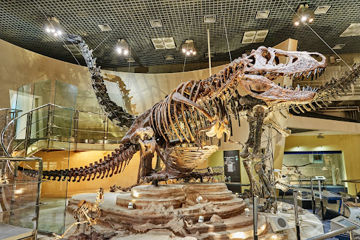 国立科学博物館, 東京, 日本 — Google Arts & Culture