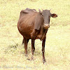 Sri Lankan cattle