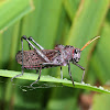 Giant Red-winged Grasshopper
