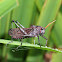 Giant Red-winged Grasshopper