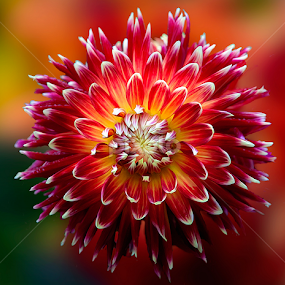 dahlia by Carl Sieswono Purwanto - Flowers Single Flower