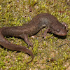 Northern Dusky Salamander
