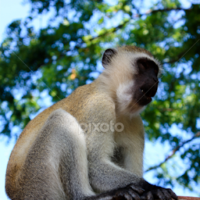 by John Cooper - Animals Other Mammals