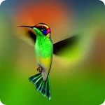 Hummingbird Wallpapers Apk