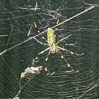 Jorō Spider (female)