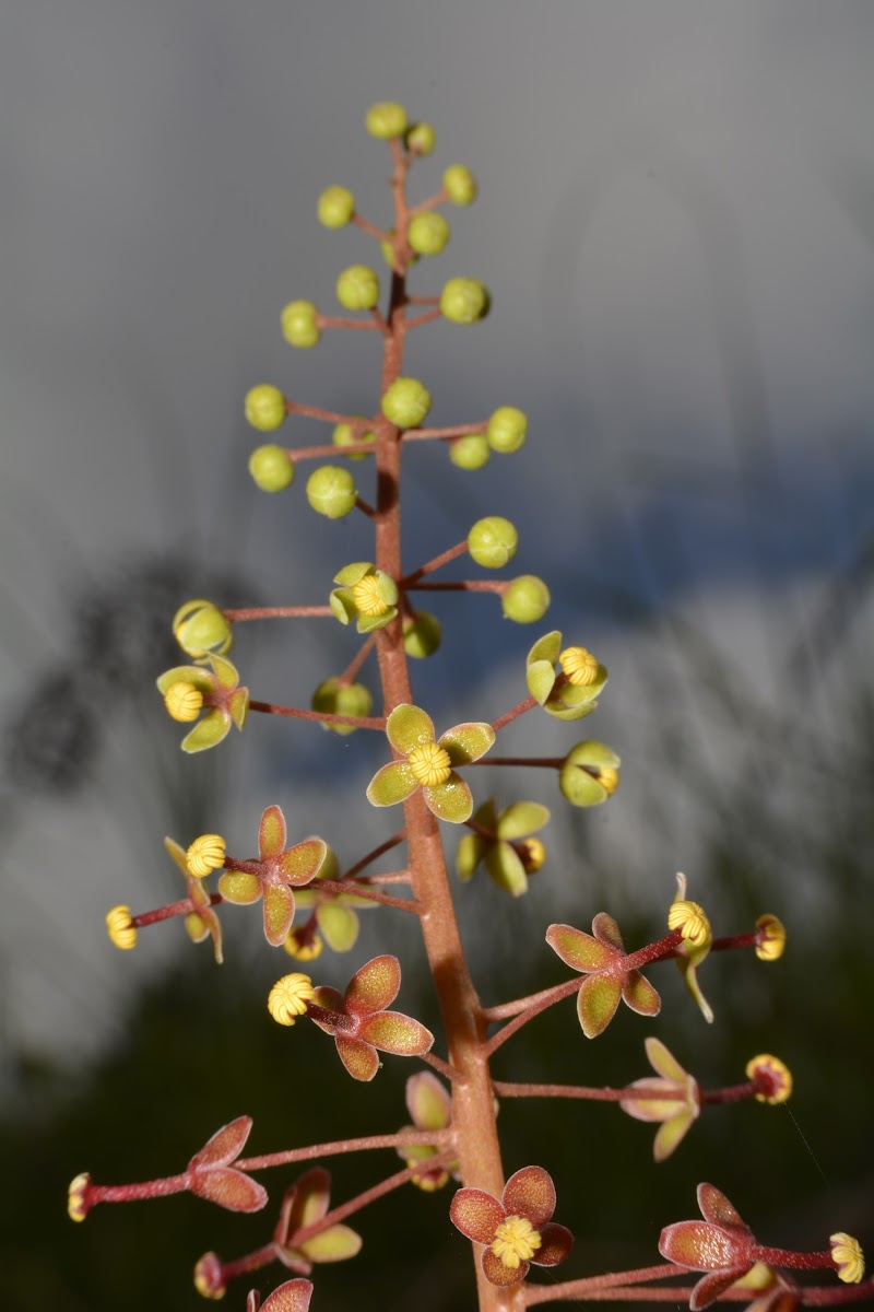 Flowers of Nepenthes