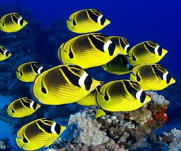 Kids puzzle – Fish Jigsaw Screenshots 4