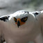 Black and white eagle hawk