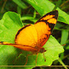 Tegosa  butterfly
