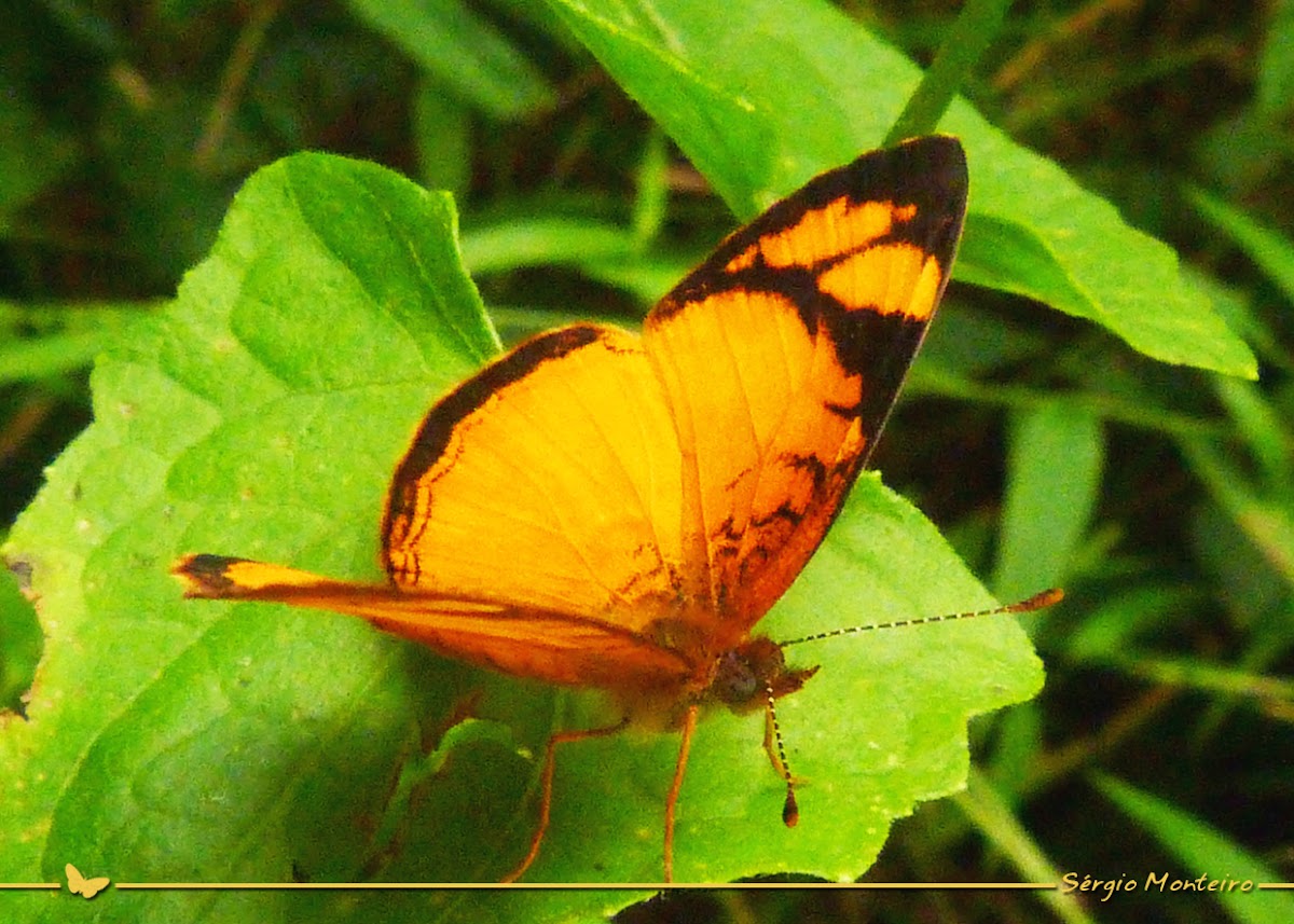 Tegosa  butterfly