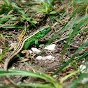 Sand Lizard male (Zauneidechsen Männchen)