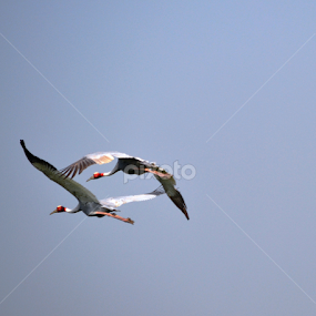Udaan by Rashmi Joshi - Nature Up Close Other Natural Objects