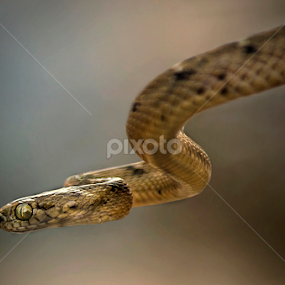 The snake by Souvik Modak - Animals Reptiles