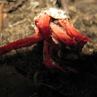 Octopus stinkhorn
