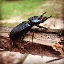 Horned Passalus Beetle or Jerusalem beetle
