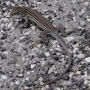 Six-lined Racerunner