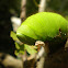 Sphingid caterpillar