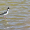 Hawaiian stilt