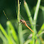 Golden-winged Skimmer Dragonfly