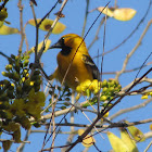 Orange Oriole